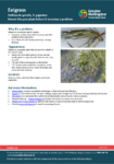 Eelgrass preview