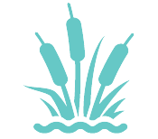 Icon of bulrushes, a wetland plant