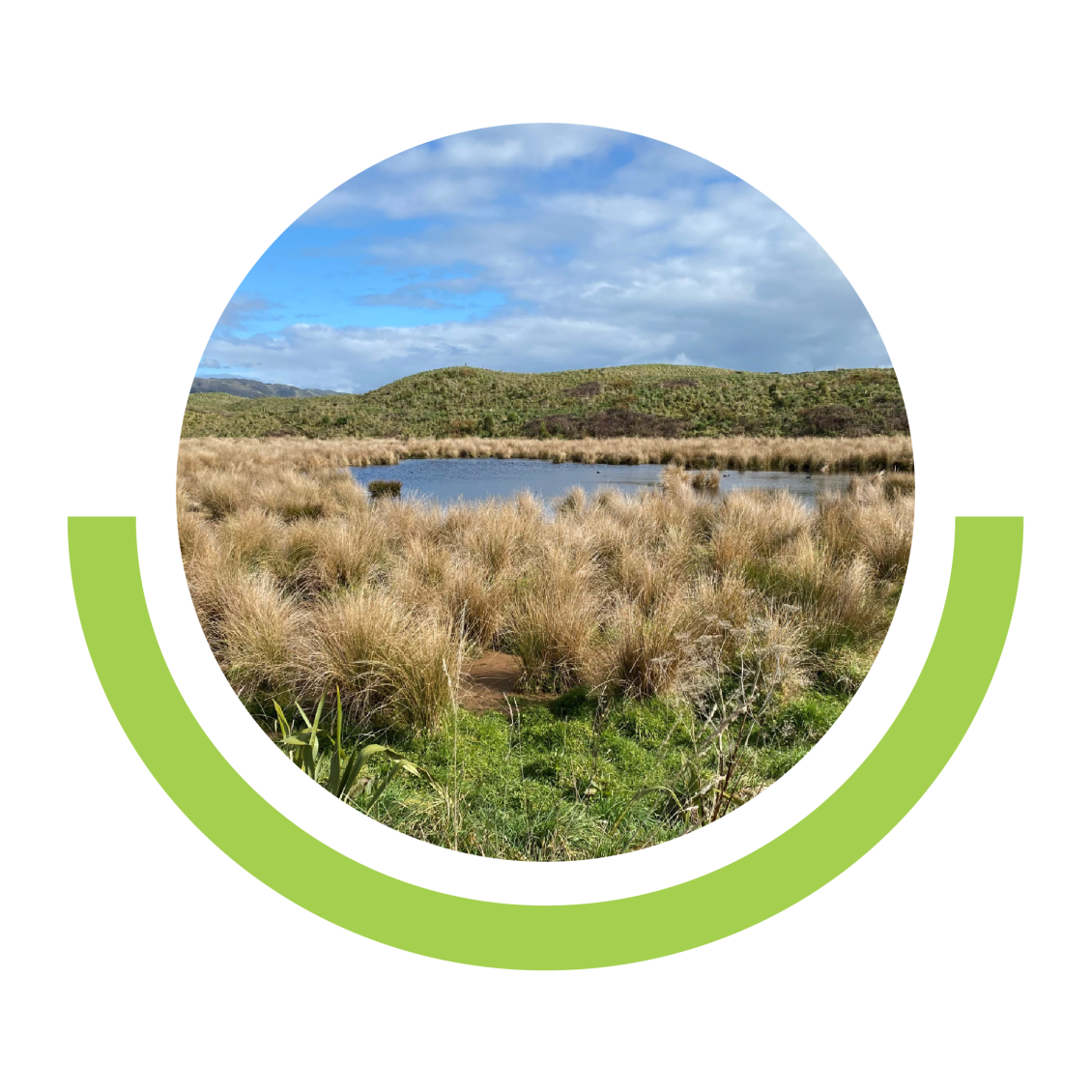 QEP after wetland restoration - filled with thriving wetland plants